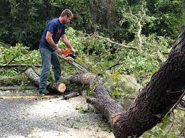 How Our Tree Care Process Works  in  Amboy, WA